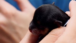 Attempting to Feed a ThreeDay Old Puppy with Cleft Palate [upl. by Eetsim]