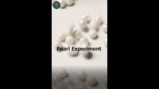 Pearl Experiment  IIG South [upl. by Tien212]