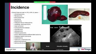 Zomedica sponsored webinar l Hemoperitoneum l Spleen l VetGuardian l July 17 2024 [upl. by Brigida]