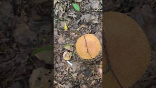 Boletus Mushrooms Hunting mushroom boletus mushroomhunting [upl. by Gustavus638]