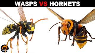 What is the Difference Between Wasps and Hornets [upl. by Gnos]