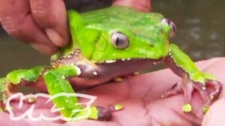 Tripping on Hallucinogenic Frogs Part 13 [upl. by Ilil]