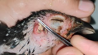 chicken need help  earwax removal  ушная сера [upl. by Aihgn920]