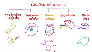 Anemia  Causes and Mechanisms  Fatigue and Pallor  Hematology Series [upl. by Fairman]