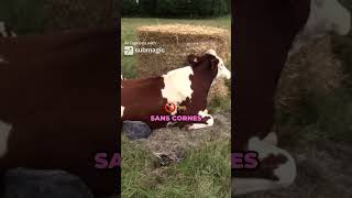 sally a galérée a veller 😯vache agriculture élevage bio annimeaux naissance mort femelle [upl. by Assenov]