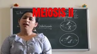 MEIOSIS II easy explanation BIOLOGY  ICSE CBSE Board Exams [upl. by Pamelina277]