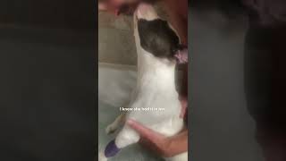 Paralyzed Puppy Gets Help From Determined Vet  The Dodo [upl. by Clarence]