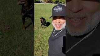 When Training Your Rottweiler rottweiler training tipsandtricks shortfeed dogslife howto [upl. by Atileda]