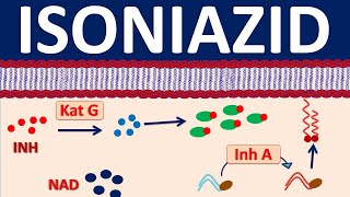 Isoniazid inh  A narrow spectrum antibiotic for tuberculosis [upl. by Notnilc]