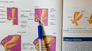 Development of Pancreas  Alimentary System Part 5 [upl. by Nanoc]