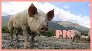 Pig sound effect  how to pig squeal 🐷 [upl. by Ben]