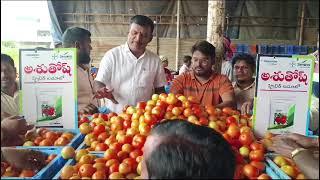 Semini Bayer Company Hybrid Tomato Ashutosh 15 kg box Contact No 9440933489 [upl. by Nohsad162]