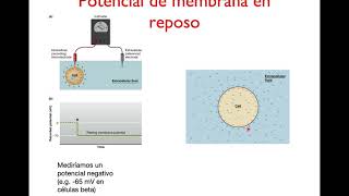 Potencial de reposo de la célula [upl. by Zirtaeb]