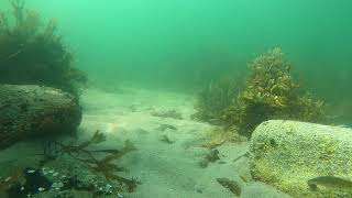 20210714  Atlantic Tomcod at Brant Rock [upl. by Nnitsuj]