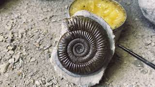 Prepping An Ammonite Found While Fossil Hunting [upl. by Eecyac]