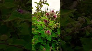 💮GREATER BURDOCK💮arctium lappa [upl. by Nohsid]