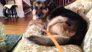 Growling German Shepherd  Attacking The Back Scratcher [upl. by Sundin]