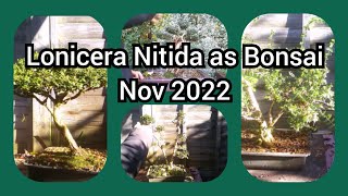 Lonicera Nitida As Bonsai Nov 2022 [upl. by Annatsirhc]