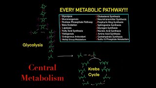 EVERY SINGLE METABOLIC PATHWAY YOU NEED TO KNOW FOR BIOCHEMISTRY MCAT IN 30 MINUTES [upl. by Lashonda]