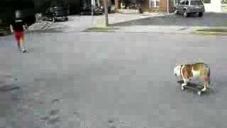 Bulldog Skateboarding 2 [upl. by Nnawtna]