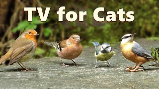 Cat TV Birds  Captivating Birds for Cats to Watch [upl. by Drofyar]