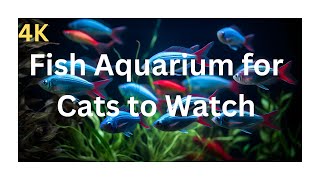 Fish Aquarium On Screen for Cats to Watch 4k  Cat Videos for Cats to Watch Real Fish cutecatkity [upl. by Ody]