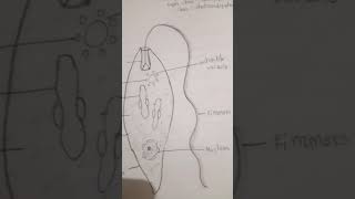 Phylum 1 Protozoa b Euglena  drawing [upl. by Ainnat]