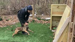 Training Malinois Pups Jumping for Ringsports [upl. by Hagar]