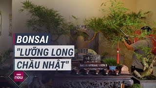 Bonsai quotLưỡng long chầu nhậtquot từng góp mặt tại tiệc trà của cố Tổng Bí thư được mang tới 1 triển lãm [upl. by Brom]