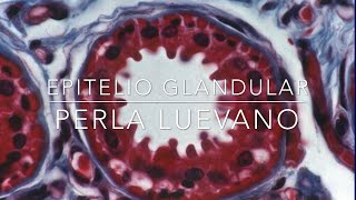 Tejido Epitelial Epitelio Glandular 33 [upl. by Notneiuq]