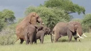 Elephants mating Tarangire NP  May 2017 [upl. by Xxam471]