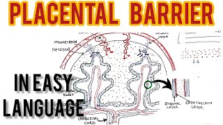 Placental Barrier anatomy  structure and function by Lokesh dhiman  Short lecture tutorial [upl. by Biernat158]