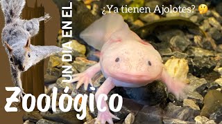 Zoológico de Chapultepec y su nueva atracción 😱😱 [upl. by Stefan27]