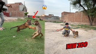 Tiger Ny Jimmy Pr Attack Kr Dea 😱 New Zoo Bnwa Rha Ha ❤️ [upl. by Astred]