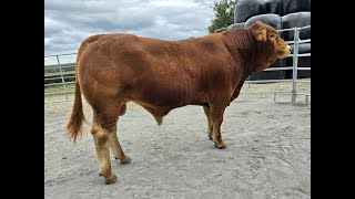 LOT 7  SCEA PLANTUREUX  36 BARAIZE [upl. by Llesirg]