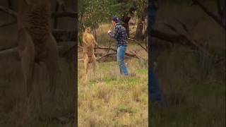 Man Fights a Kangaroo to save a Dogshorts fyp kangaroo [upl. by Yrolam]