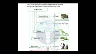 VERTEBRATES and INVERTEBRATES  Grade 3  AFAQ Sun Series [upl. by Primavera]