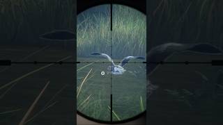 Dropping a greylag 🪿 cotw xbox gaming hunting [upl. by Roda]