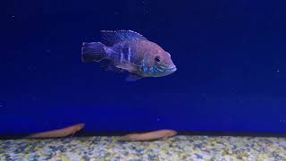 AWESOME fish store tour maidenhead aquatics [upl. by Einahets]