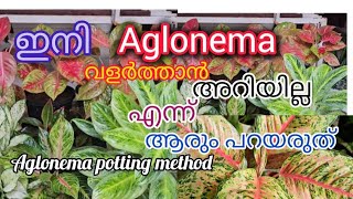 Aglonema plant propagation Best fertilizer for Aglonemas [upl. by Shepp]