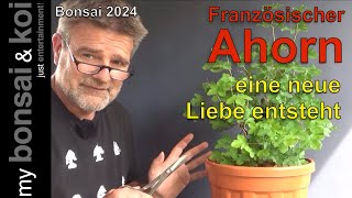 Bonsai 202452  französischer Ahorn  eine neue Liebe entsteht [upl. by Karola]