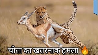 Cheeta attack on animal  Animal Planet Hindi  चीता का खतरनाक हमला [upl. by Lenard821]