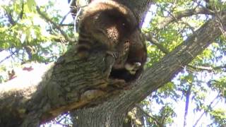 Racoon nesting in tree [upl. by Tallbot58]