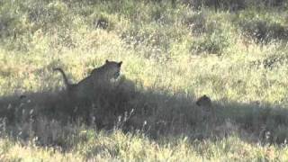 Male lion over kill in the Serengeti and Leopard and cubs [upl. by Ursi391]