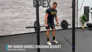 RNT Banded Barbell Romanian Deadlift [upl. by Clea]