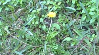 EatTheWeeds Episode 62 Dandelions [upl. by Delamare]