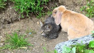 Cat vs Rabbit [upl. by Yila]