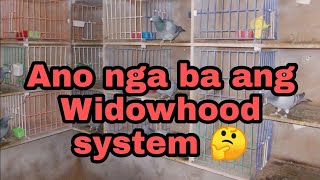 The Widowhood systemipinagbabawal na teknikkalapatips101 kalapatids [upl. by Ateekahs]