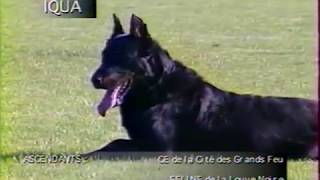 Beauceron  Finale ring  Iqua des Coteaux du Petit Gris à Mr Alain Lemaître [upl. by Etnasa]