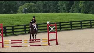 Zenith Pixie Dust Show Jumping Poplar Place 821 [upl. by Ylevol417]